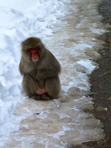 Japan Snow-Monkeys 0785