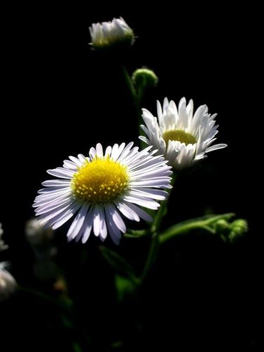 Marguerites (3)