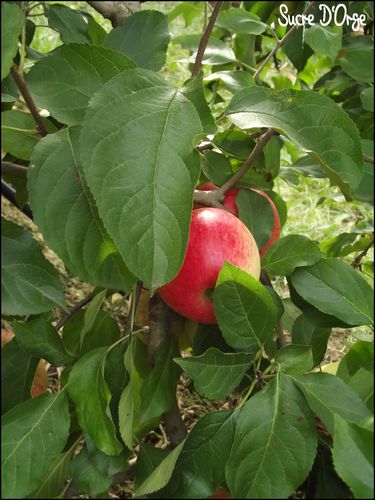 Pommes-le-06.10.12--3-.JPG