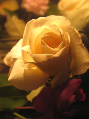 Compos-Roses-Douceur-1 4480