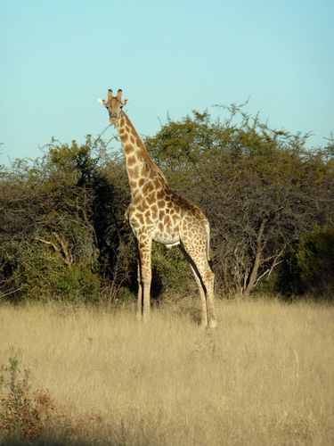 01 Grootfontein - Camping Animaux 04