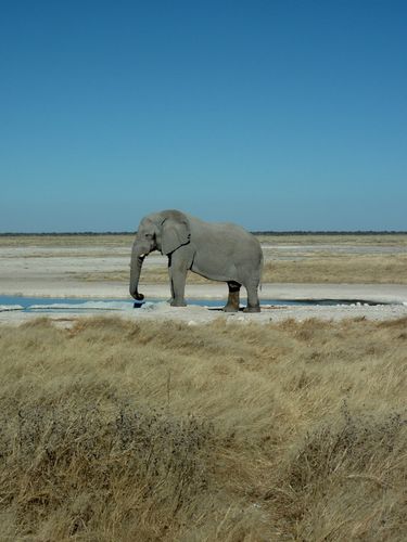 02 Etosha - Halali Elephants 40