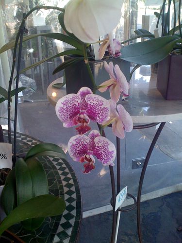 orchid-11-0387.JPG