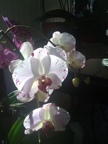 orchid-11-0392.JPG