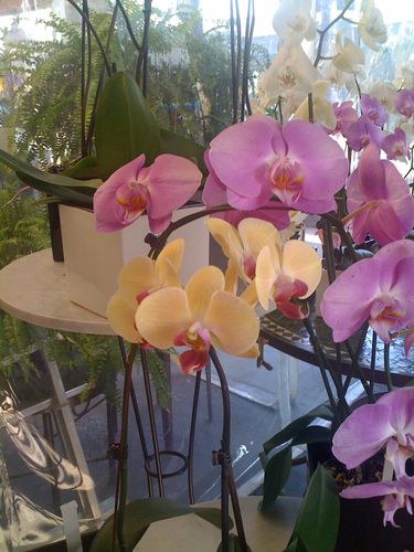orchid-11-0393.JPG