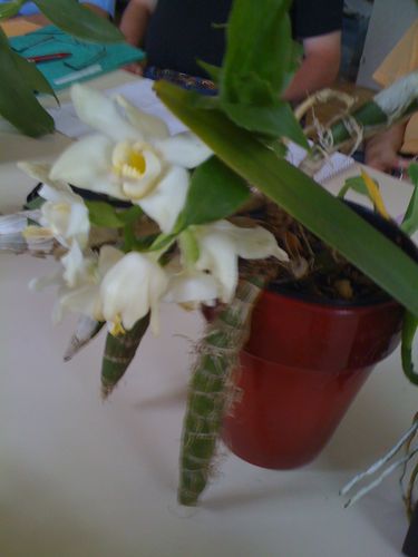 orchidees-3-0082.JPG