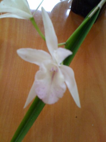 orchidees-3-0088.JPG