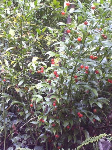 boules rouges4