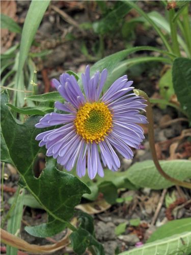 aster alpinus3