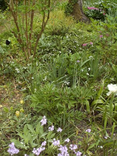 allium triquetum 3