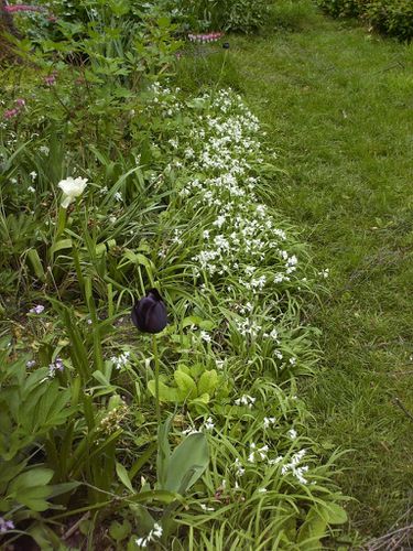 allium triquetum