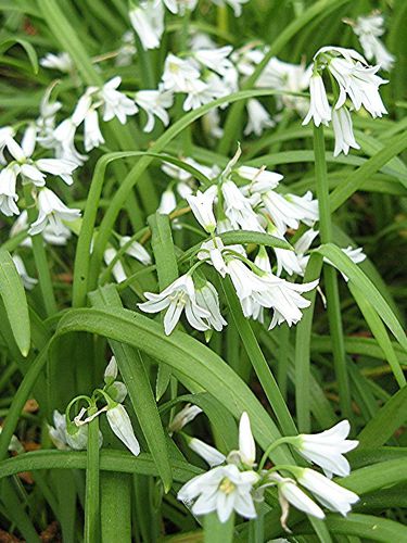 allium triquetum3