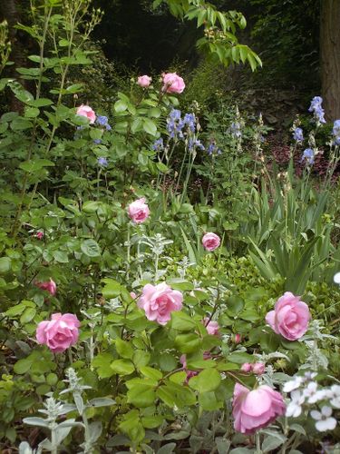 Rosier 'Centenaire de Lourdes'