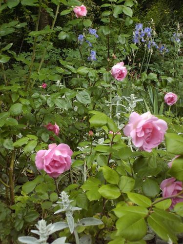 Rosier 'Centenaire de Lourdes'2
