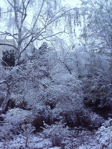 feerie hivernale
