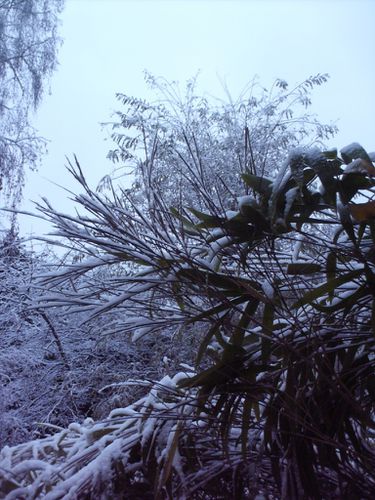 feerie hivernale2