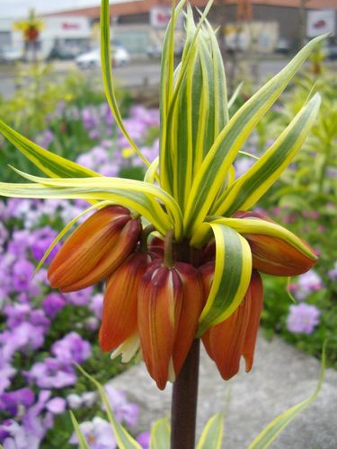 fritillaire-imperialis-aureomarginata--fleurs.jpg