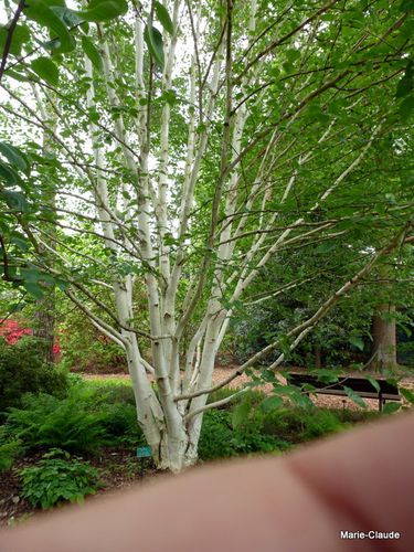 31-P1000734.JPG