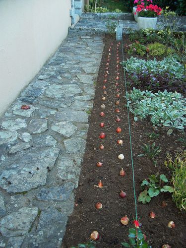 Plantation des tulipes