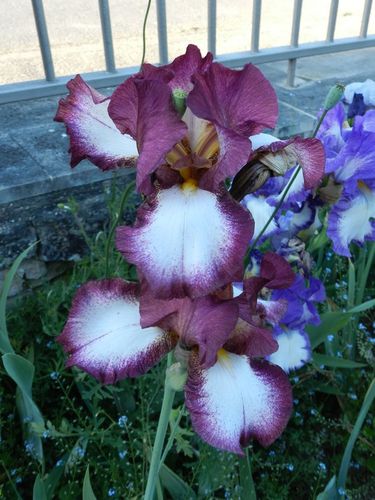 iris-blanc-cuivre.jpg