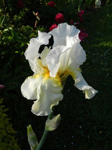 iris-blanc.jpg
