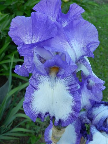 iris-bleu-blanc.jpg