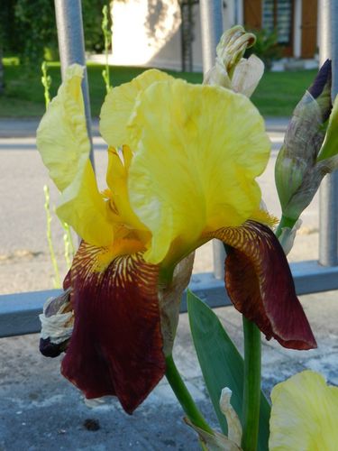 iris-jaune-cuivre.jpg