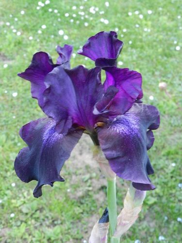 iris-violet.jpg