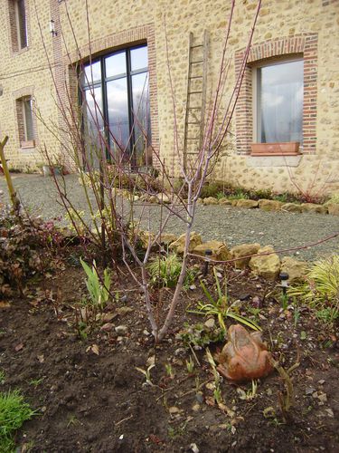 4 mars 2012 acer davidii