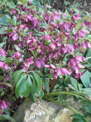 hellebore-pourpre.JPG