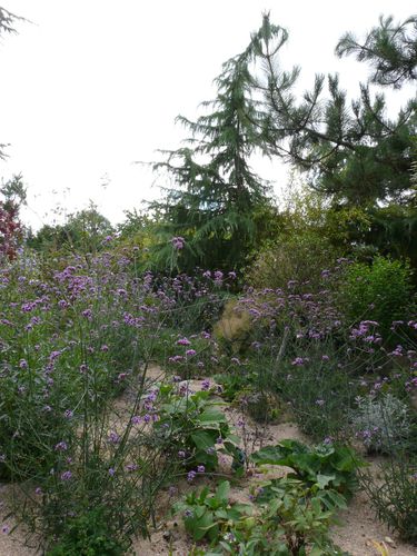 verveine-de-buesnos-iares.JPG