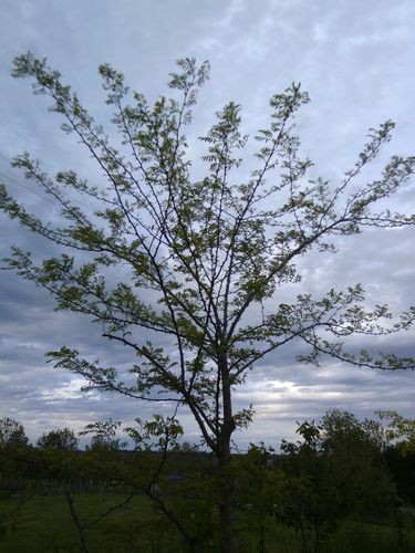 accacias-dans-les-nuages.JPG