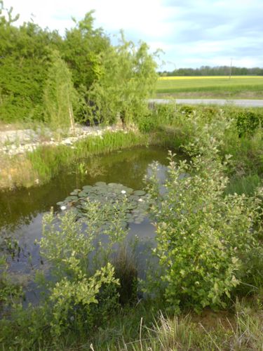 biodiversite-autour-de-la-source.JPG