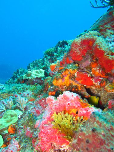 corail coloré