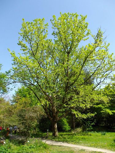 Arbres en fleurs 009