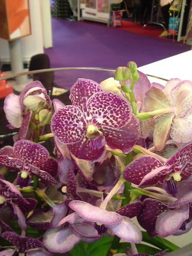 Orchidées 028
