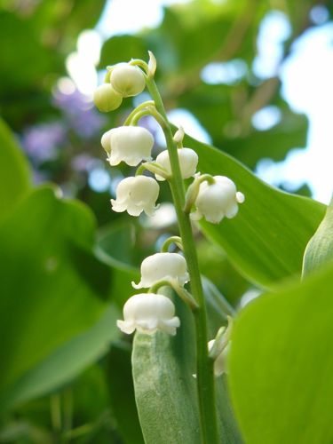 Brin-de-muguet.jpg