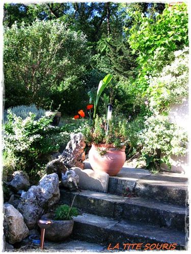 mon-jardin.jpg