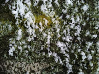 04 Pigmentation de l'arbre en hiver