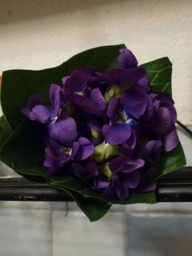 violettes 01-03-2014 006