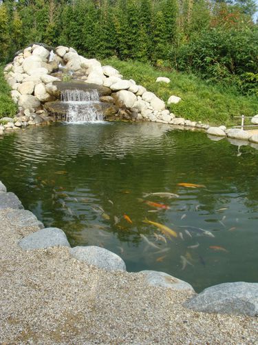 Jardin aquatique à St Didier sur Chalaronne