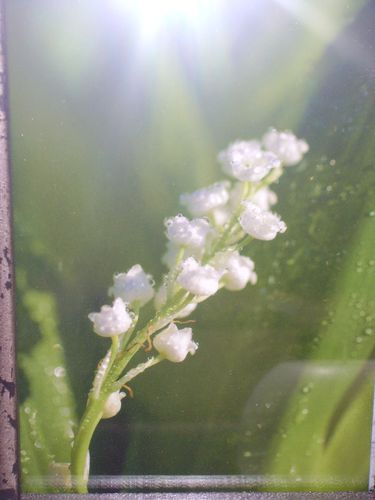 tablemuguet-2011-002.jpg