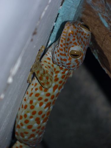 043 Gecko de maison [50%]