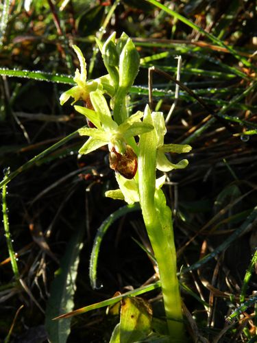 Ophrys-aranifera51.jpg