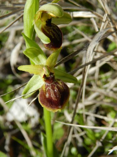 Ophrys-aranifera58.jpg