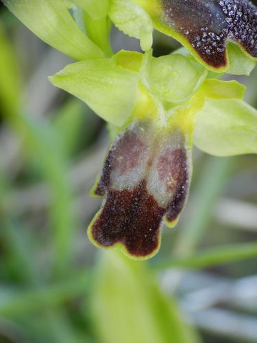 Ophrys-lupercalis42.jpg