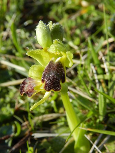Ophrys-lupercalis45.jpg