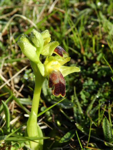 Ophrys-lupercalis46.jpg