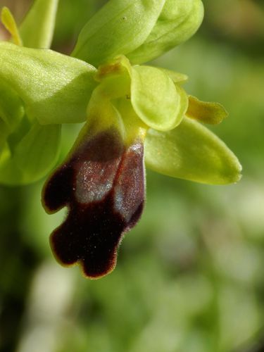 Ophrys-lupercalis84.jpg