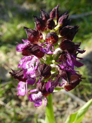 Orchis-purpurea200.jpg